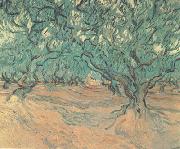 Vincent Van Gogh, Olive Trees (nn04)